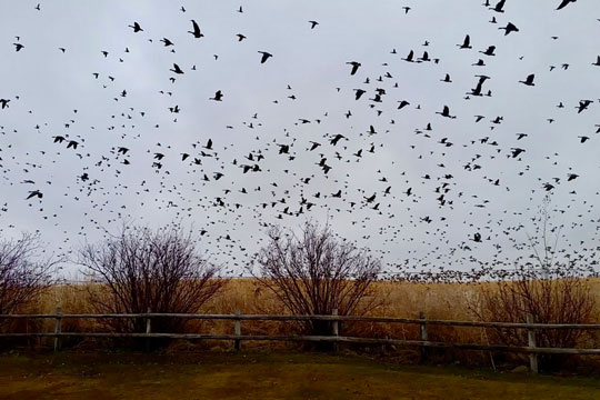 waterfowl in flight