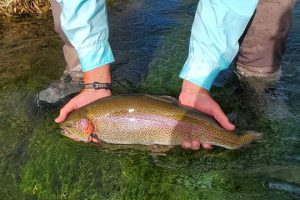 bilingsley creek trout