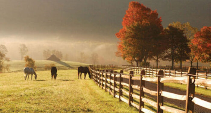 horses and fence