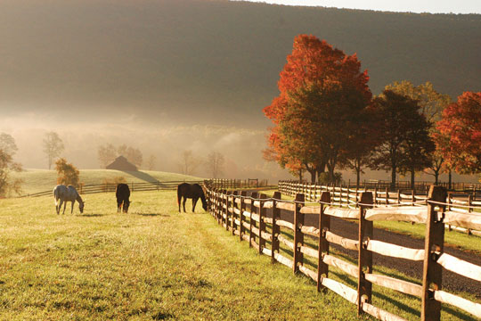 horses and fence