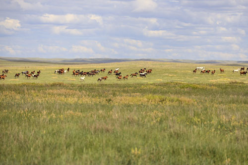 wild horses