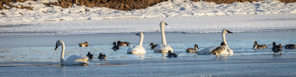 Cygnets