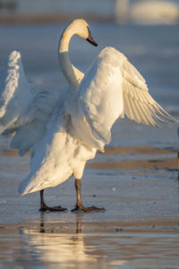 ice angel stretch