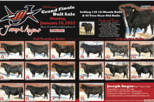 Bull Sale poster