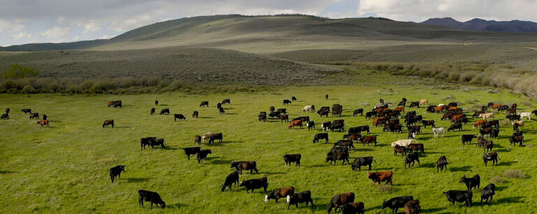 bar cross cattle