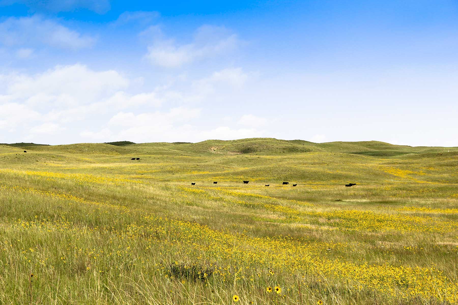 Bliss Ranch - Past Auction - Nebraska - Hall and Hall