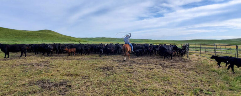 working cattle - Dumbbell