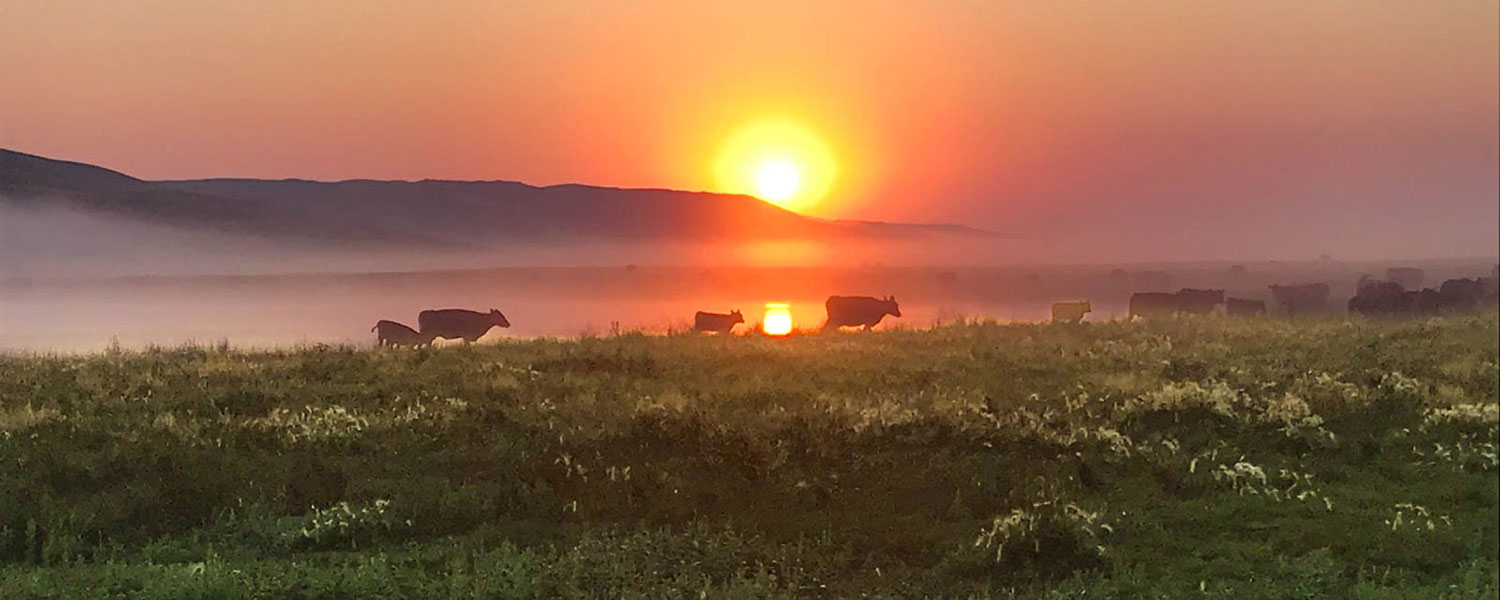 Trailing Cattle at Sunset
