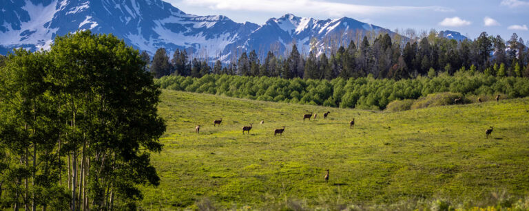 Homewood Elk