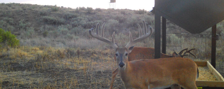 Wallahachie Ranch