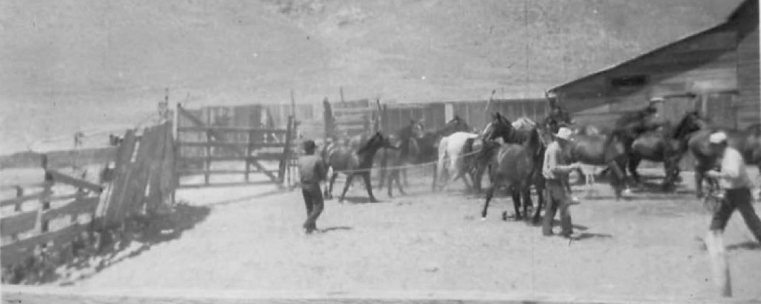 Roping Horses in the Dumbbell corral
