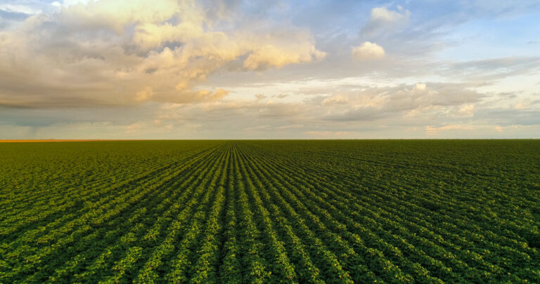 large field on ranch