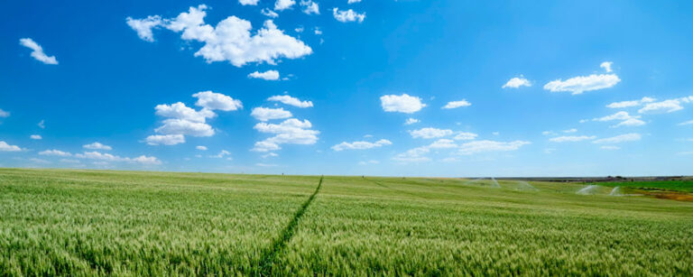 open field with blue skies above it