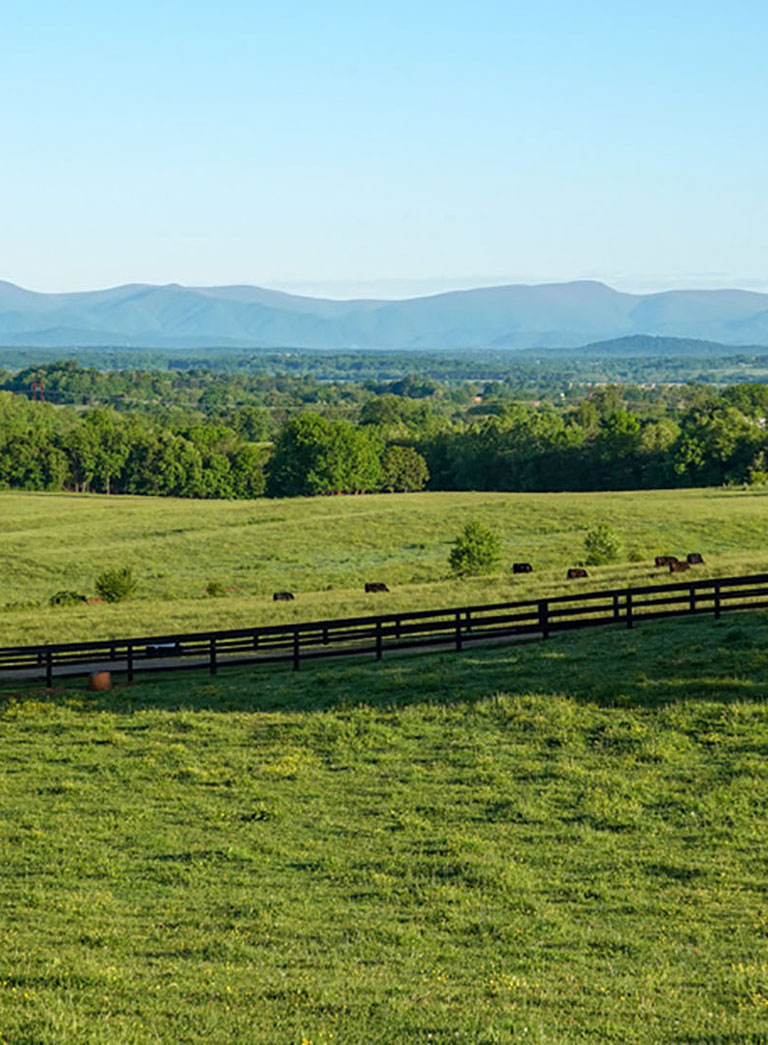 What Is An Absolute Auction vs A Reserve Auction?