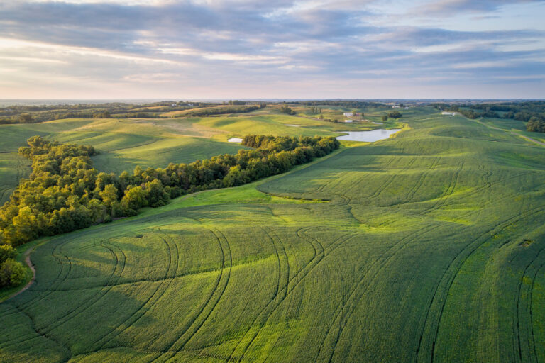 recently harvested soy bean fields