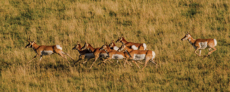 deer running in a field