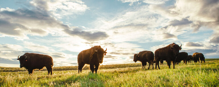 Tangen Draw Bison Sunbeams