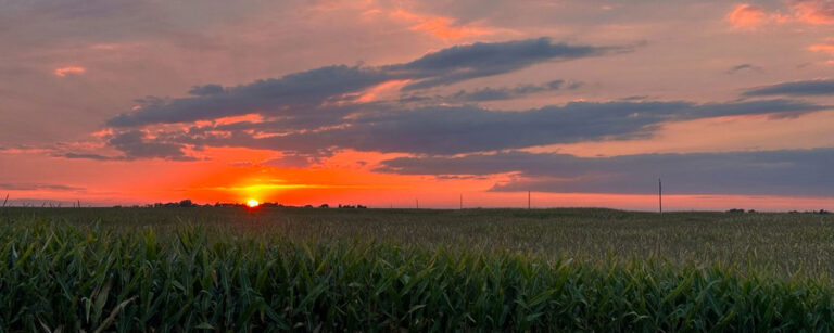 crops with sunset