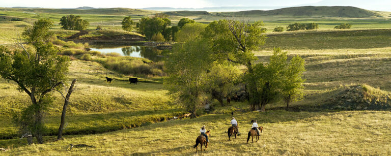 Tangen Draw Horses Cattle Landscape