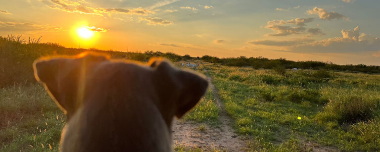 dog looking at a field with sunset behind it