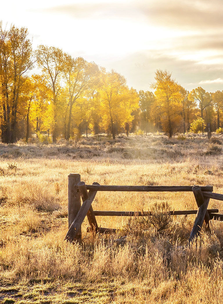 View of Wildlife Corridors: What They Are & How to Plan Your Fencing