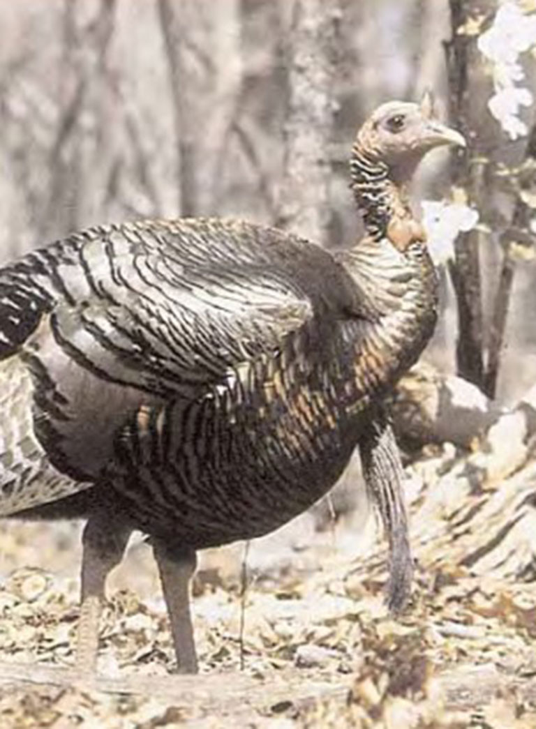 Unpressured Turkeys - Hunt Your Own Land - Hall and Hall
