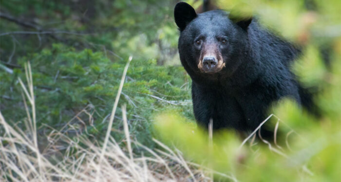 black bear in rocky mountain forest