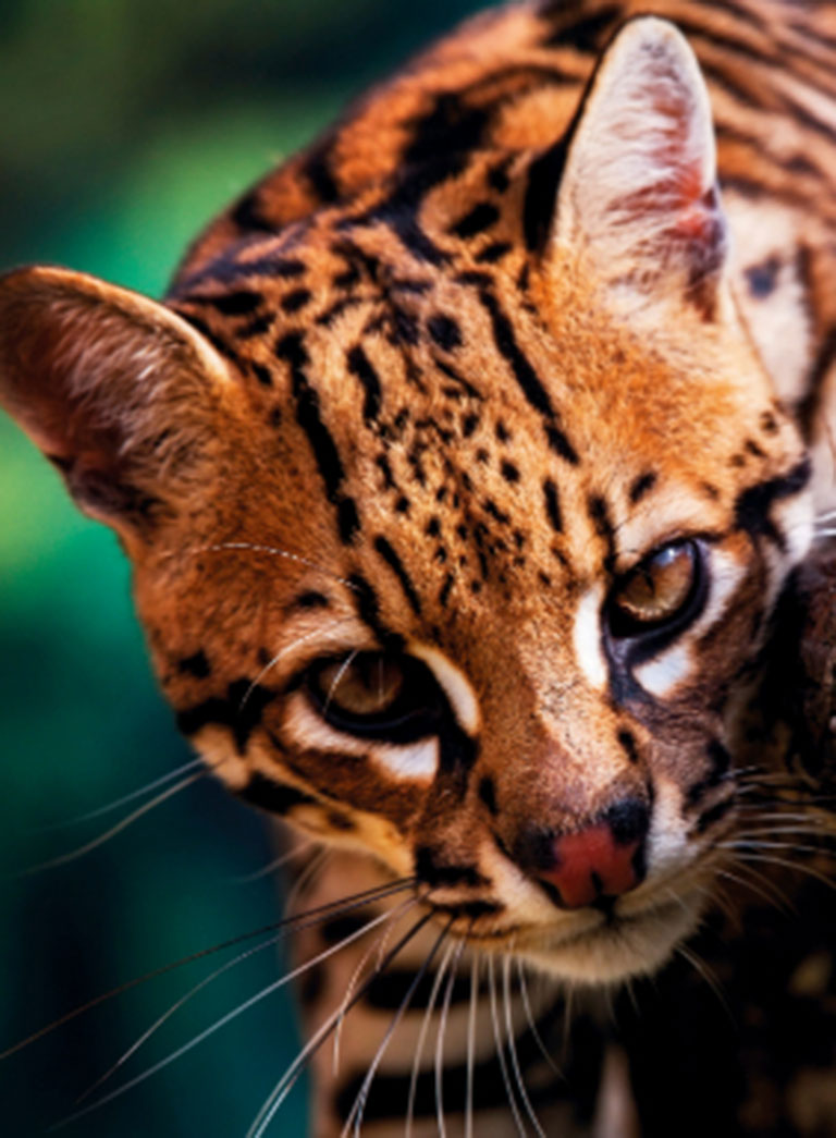 Conserving the Ocelot: The Vital Role of Landowners