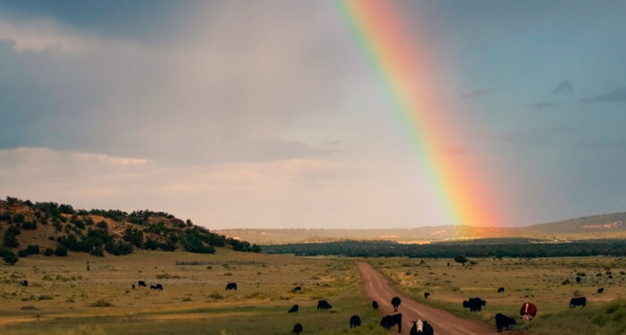 road with cattle and rainbow views