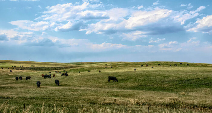 cattle grazing low hillside