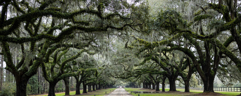 moss-covered trees line dirt driveway