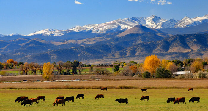 cows in Autumn meadow with mountains and trees in background