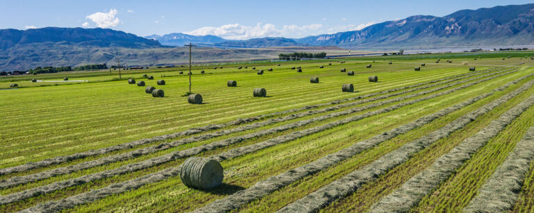 windrows and round bales of hay