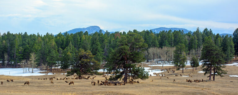 elk bedded in winter hills