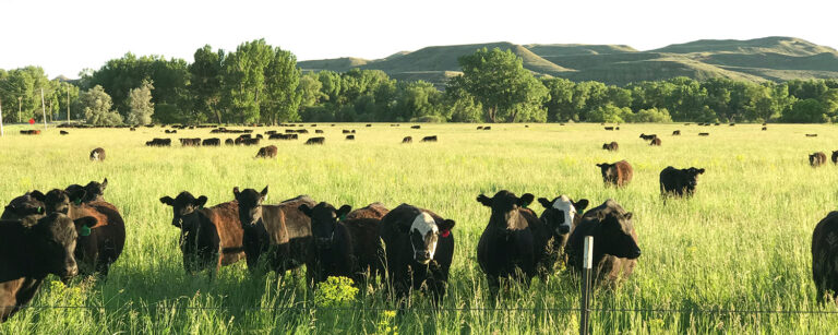 cows and calves on fence