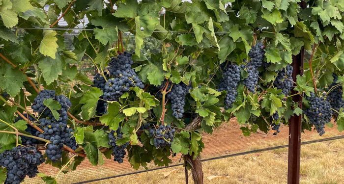 purple grapes on the vine