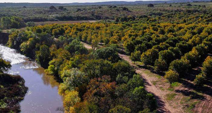 Portion of the Colorado River alongside a pecan tree field