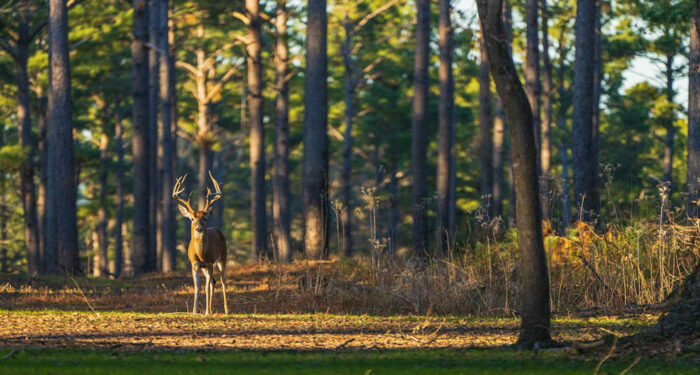 buck in treed meadow