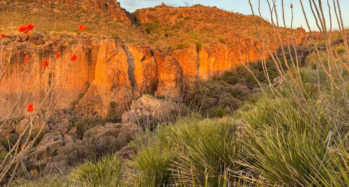 sun on cliff face with wildflowers in foreground in desert scrub landscape