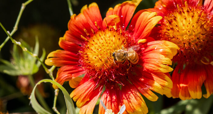 honeybee on bright red and yellow blooming flower