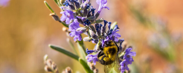 purple flower with bee climbing the blooms