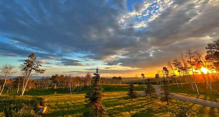 vista of trees, road meadow at sunset