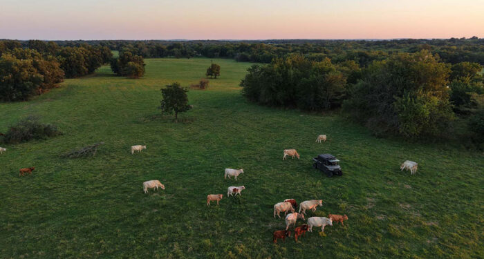 cattle grazing in a meadow with a side-by-side driving through the tree-filled meadow