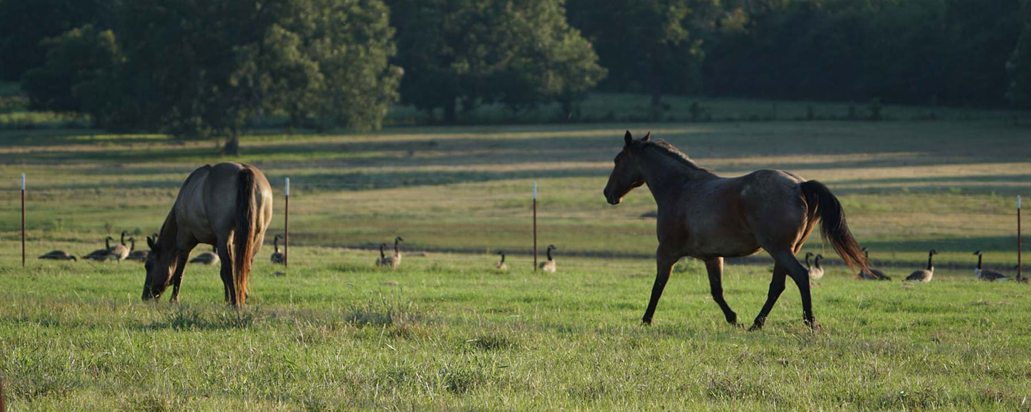 Legacy Ranch