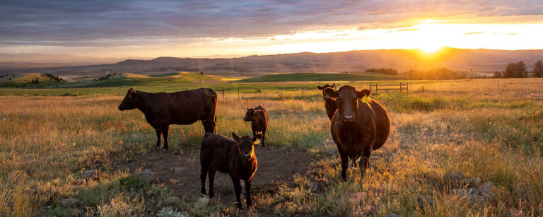 black angus cows and calves in front of cloud-covered sunset