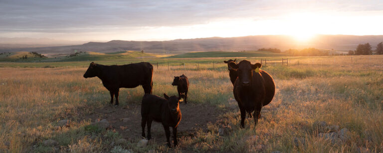 black angus cows and calves in front of cloud-covered sunset