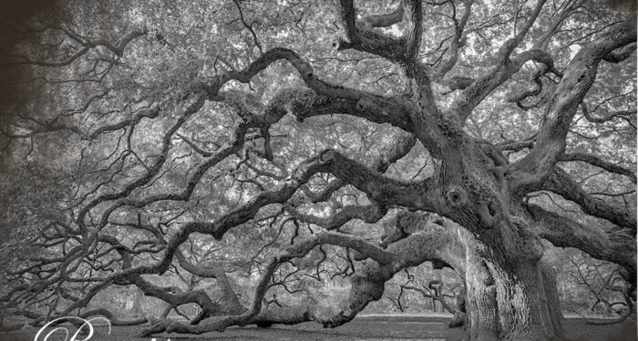 black and white of large tree with extensive reaching branches over a meadow