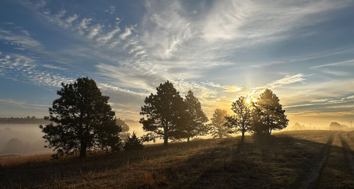 sun setting behind trees on hill