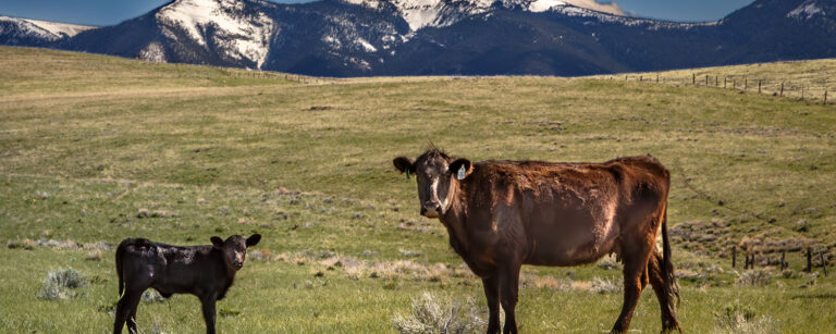 cow calf pair with blue mountains in the background