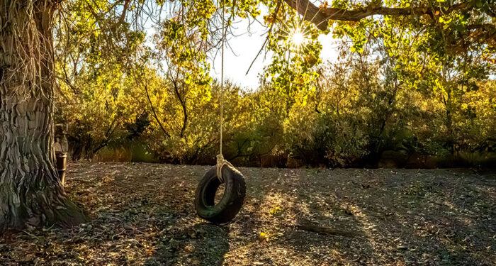 tire swing hanging from tree with background shrubs and sun